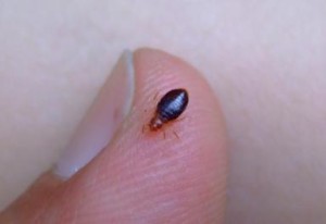 bedbug_on_finger
